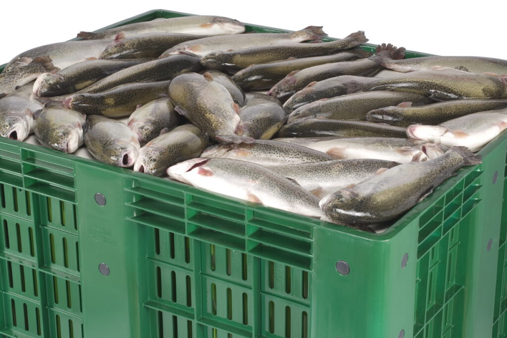 The photo shows a large amount of fishes loaded in plastic box pallet with mesh walls